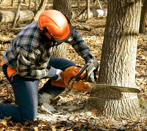 Tree Removal in Sontag, MS
